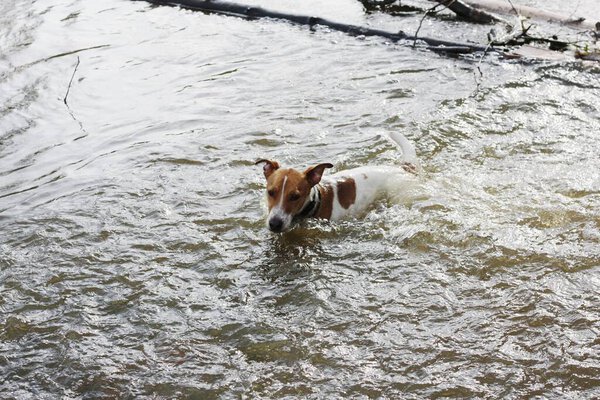 Cute white dog with brown spots in the lake 