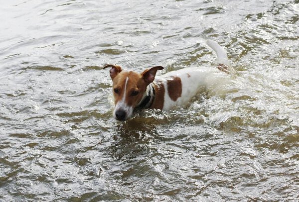Cute white dog with brown spots in the lake 