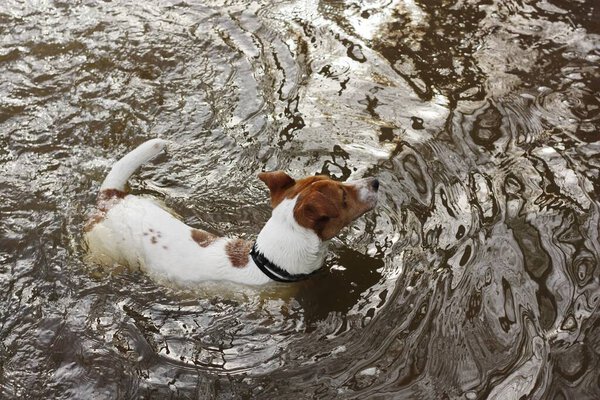 Cute white dog with brown spots in the lake 