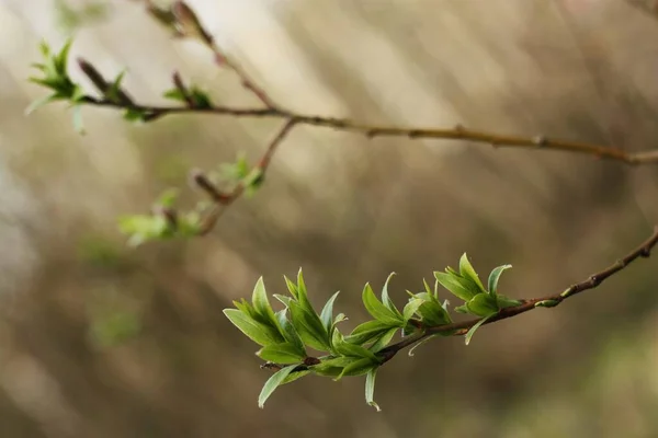 Tree First Green Leaves Forest — Stock Photo, Image