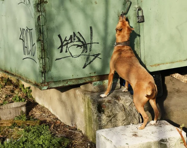 Bruine Hond Zoek Naar Een Vogel Het Bos — Stockfoto