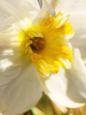 Güzel sarı nergisler yaz bahçesinde