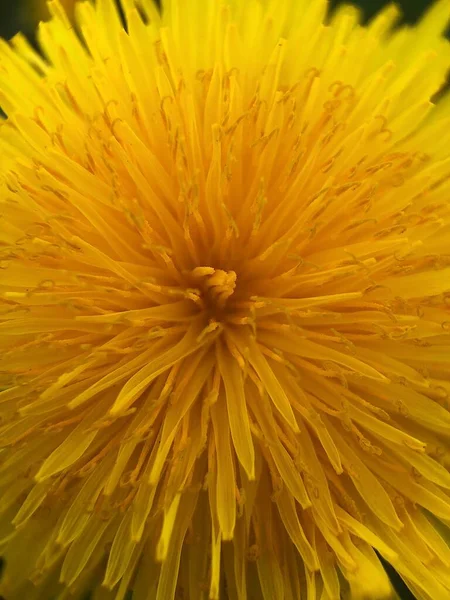 Beautiful Yellow Dandelion Park Macro — Stock Photo, Image