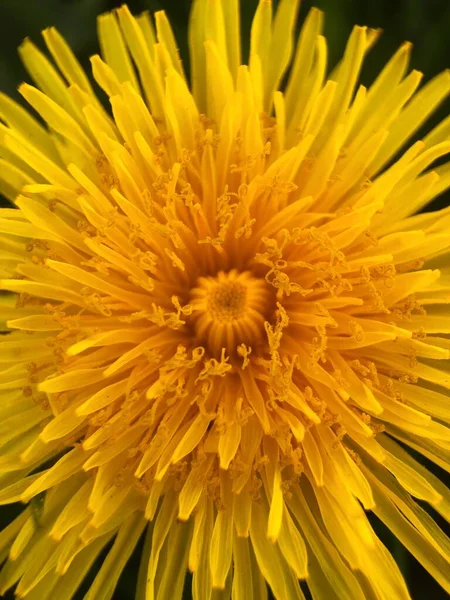 Beautiful Yellow Dandelion Park Macro — Stock Photo, Image