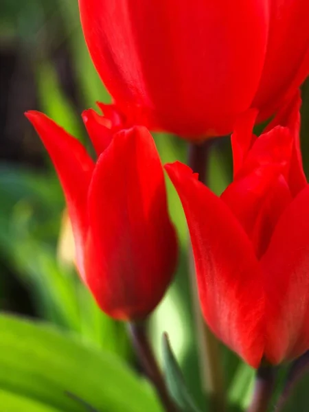 Red Tulips in the summer garden macro