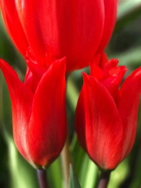 Red Tulips in the summer garden macro