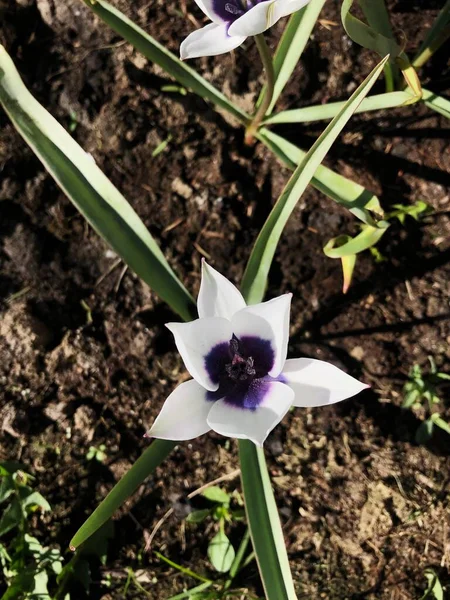 Красивий Білий Тюльпан Фіолетовим Центром — стокове фото