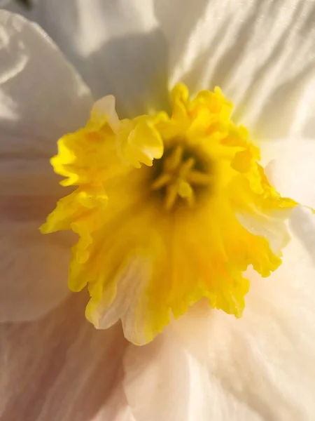 Lindos Narcisos Amarelos Jardim Verão — Fotografia de Stock