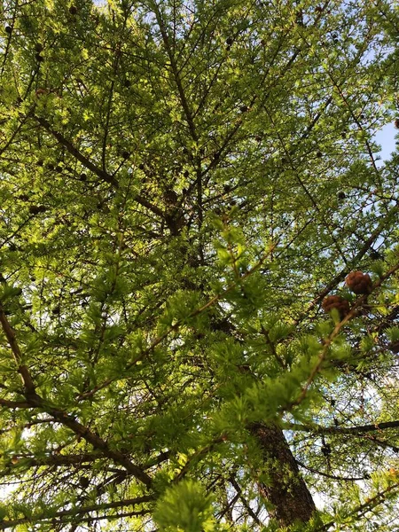 Pinheiro Jovem Verde Bonito Parque — Fotografia de Stock