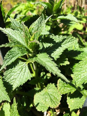 Bahçedeki makroda taze yeşil ısırgan otları