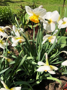 Güzel sarı nergisler yaz bahçesinde