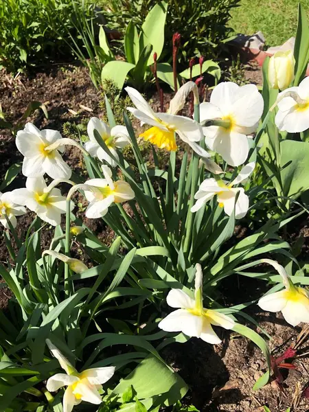 Krásné Žluté Narcisy Letní Zahradě — Stock fotografie