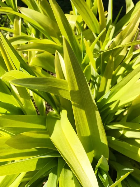 Яскраво Зелене Листя Орхідей Макро — стокове фото