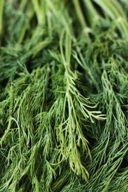 Masada taze yeşil dereotu.