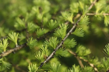 Parktaki güzel yeşil çam ağacı