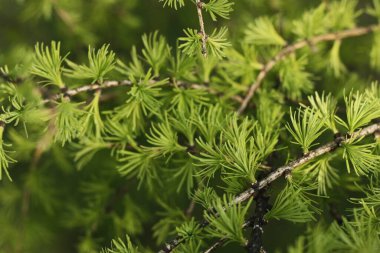 Parktaki güzel yeşil çam ağacı