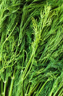 Masada taze yeşil dereotu.