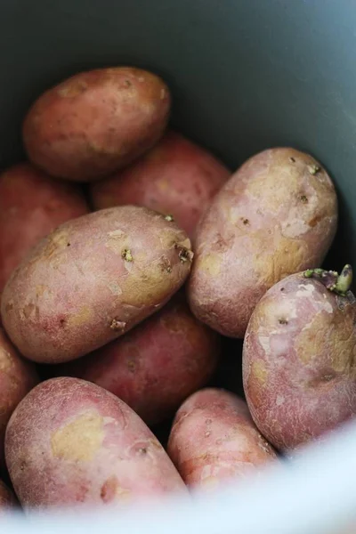 Frische Rote Kartoffeln Eimer — Stockfoto
