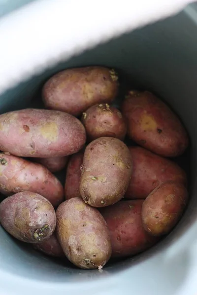 Świeże Czerwone Ziemniaki Wiadrze Makro — Zdjęcie stockowe
