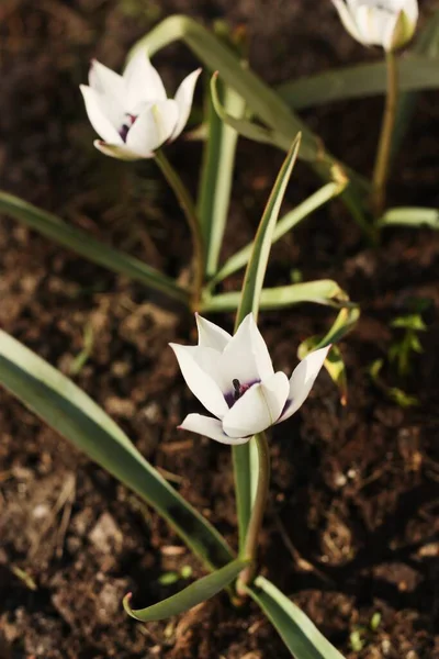 Beautiful White Tulip Purple Center — Stock Photo, Image