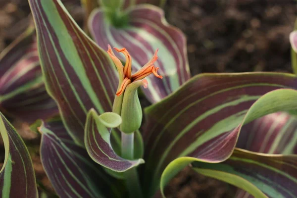 Lindas Tulipas Vermelhas Com Folhas Violetas Verdes — Fotografia de Stock