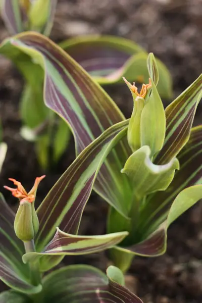 Lindas Tulipas Vermelhas Com Folhas Violetas Verdes — Fotografia de Stock