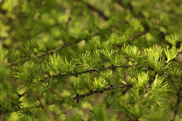 Prachtige Groene Jonge Dennenboom Het Park — Stockfoto