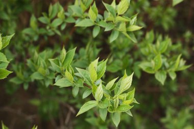 Ormandaki ilk yeşil yapraklı ağaç