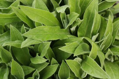 Bahçe manzaralı güzel yeşil bitki