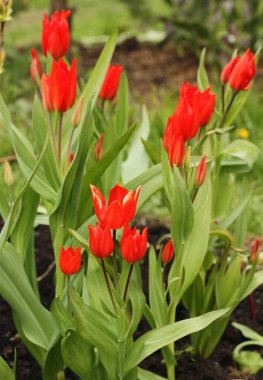 Yaz bahçesinde güzel kırmızı laleler