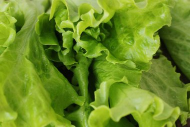 Taze yeşil marul yaprakları yakın görüntüde.