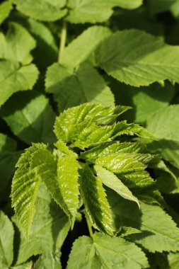 Bahçe manzaralı güzel yeşil bitki