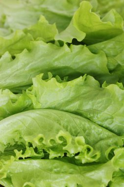 Taze yeşil marul yaprakları yakın görüntüde. 