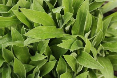 Bahçe manzaralı güzel yeşil bitki