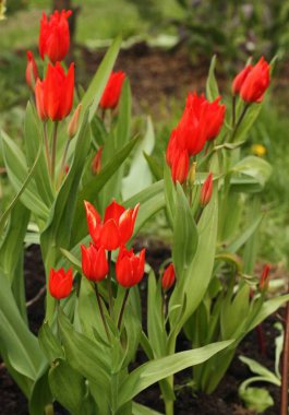 Yaz bahçesinde güzel kırmızı laleler