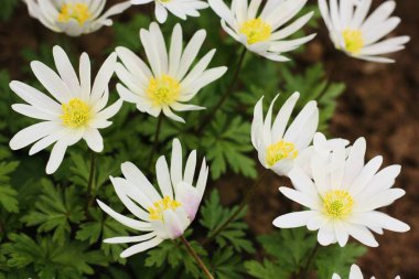 Park makrosundaki güzel beyaz Daisy