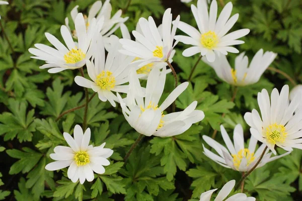 Piękna Biała Daisy Makro Parku — Zdjęcie stockowe