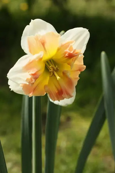 Beau Narcisse Jaune Dans Jardin Été — Photo