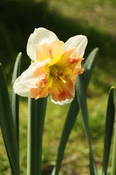 Krásné Žluté Narcisy Letní Zahradě — Stock fotografie