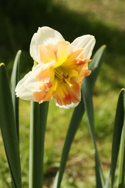 Beau Narcisse Jaune Dans Jardin Été — Photo