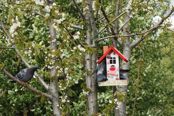 Grautaube Futterhäuschen Baum — Stockfoto