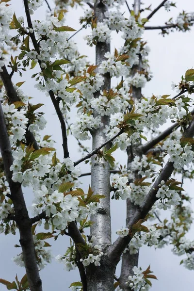 Árbol Con Hermosas Flores Blancas Jardín —  Fotos de Stock