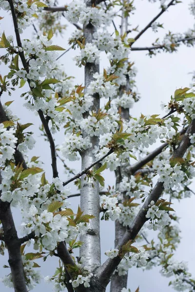 Arbre Avec Belles Fleurs Blanches Dans Jardin — Photo