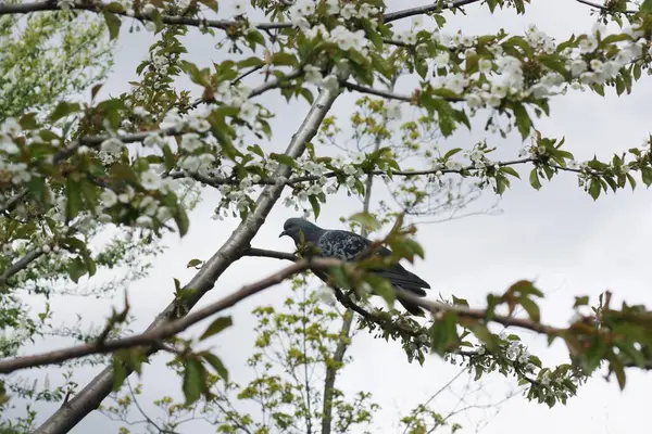 Bahçedeki Ağaç Dallarında Gri Güvercinler — Stok fotoğraf