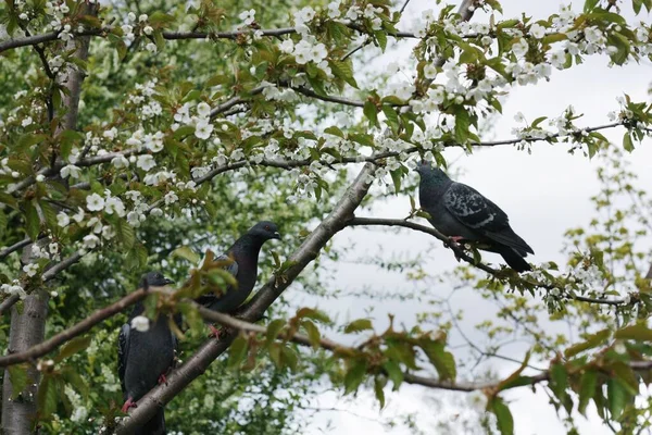 Bahçedeki Ağaç Dallarında Gri Güvercinler — Stok fotoğraf