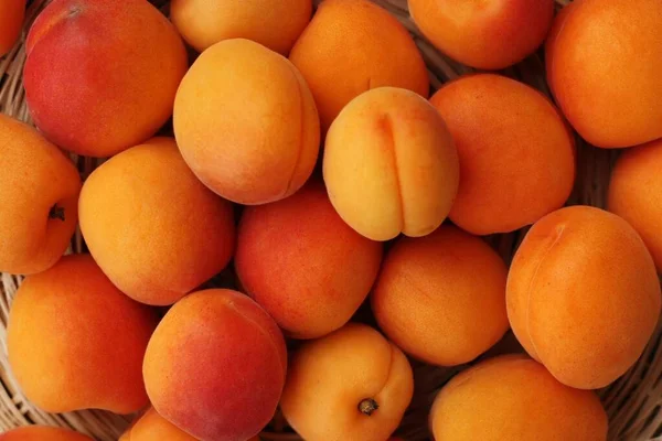 Masada nefis taze kayısılar var. 