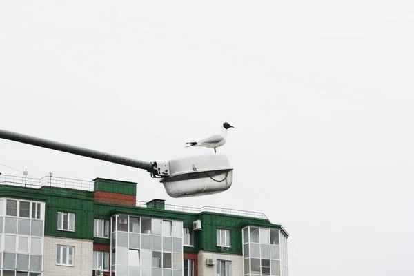 Beautiful White Gull Sits Street Lamp — Stock Photo, Image