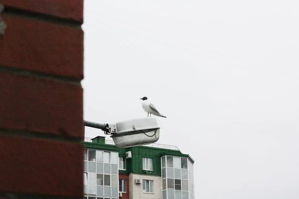 Mooie Witte Meeuw Zit Een Straatlamp — Stockfoto