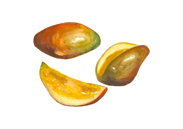 Acquerello mango frutti isolati su sfondo bianco — Foto Stock