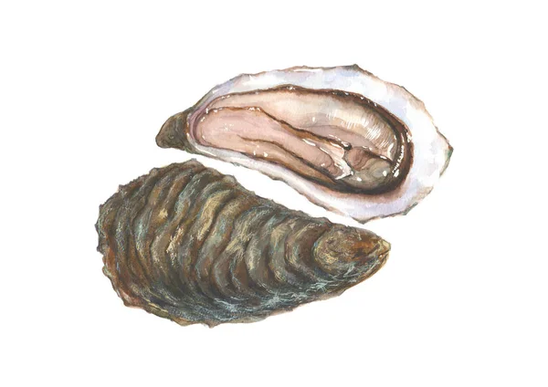 Watercolor oyster on white background — Stock Photo, Image